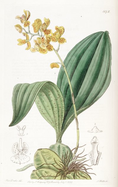 Rudolfiella aurantiaca by Miss Drake